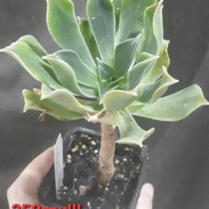 Aeonium lancerottense