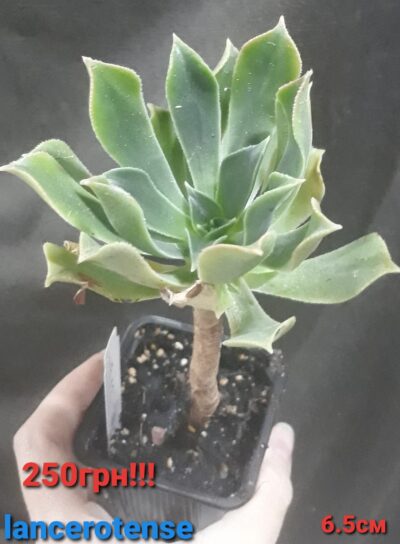 Aeonium lancerottense