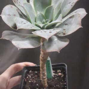 Aeonium ombriosum (valverdense x hierrense)