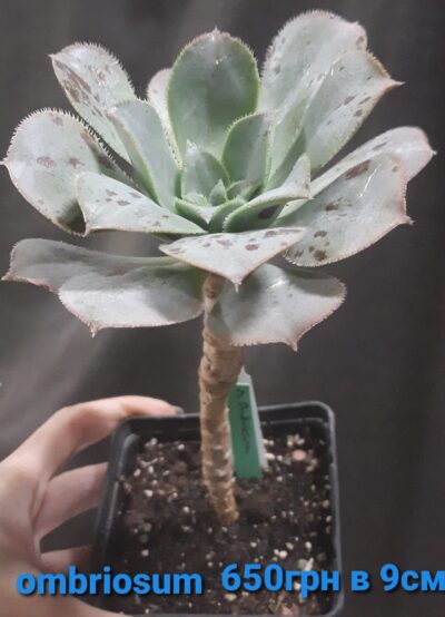 Aeonium ombriosum (valverdense x hierrense)