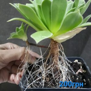 Aeonium Emerald Flame зріз