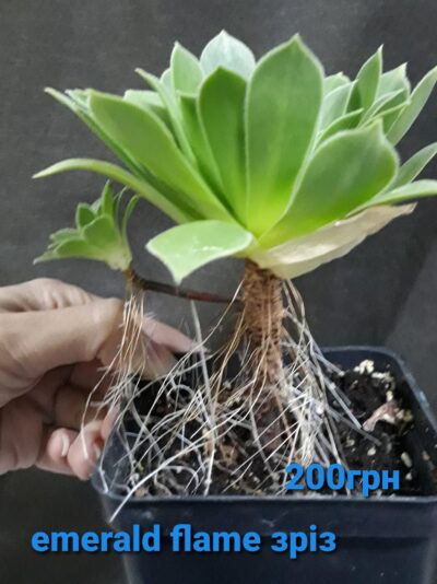 Aeonium Emerald Flame зріз