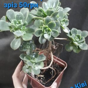 aeonium haworthii yellow іспанець зріз