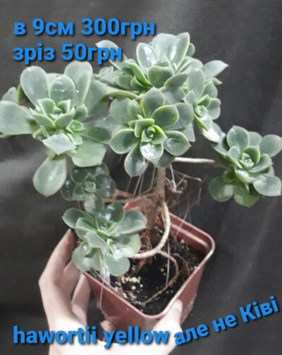 aeonium haworthii yellow іспанець зріз