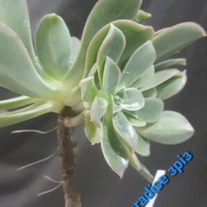 aeonium Paradise зріз