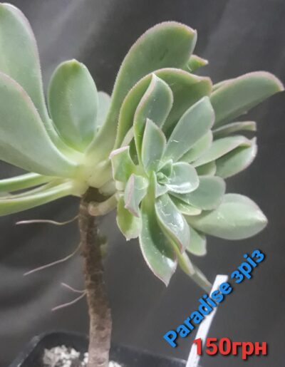 aeonium Paradise зріз