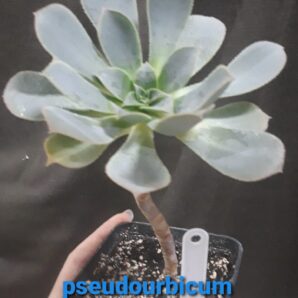 Aeonium PseudoUrbicum