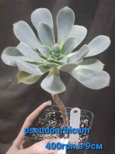 Aeonium PseudoUrbicum