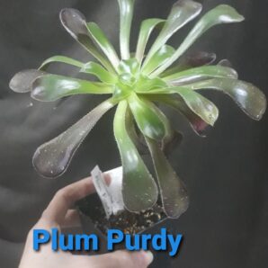 aeonium Plum Purdy