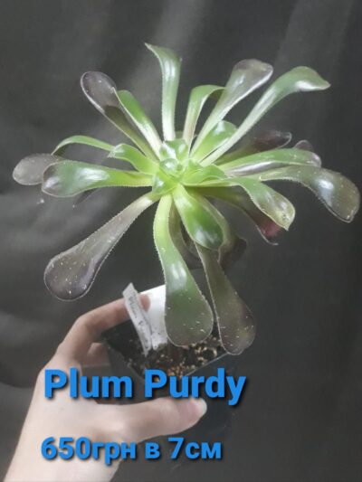 aeonium Plum Purdy