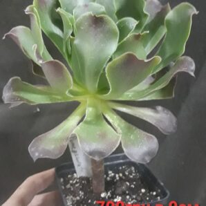 Aeonium 'Pomegranate'