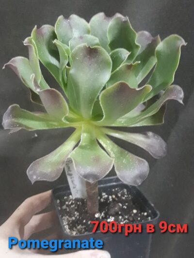 Aeonium 'Pomegranate'