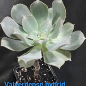 Aeonium Valverdense hybrid
