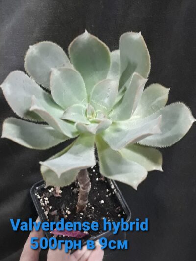 Aeonium Valverdense hybrid
