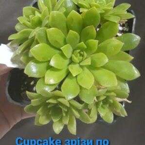 Aeonium 'Cupcake' зрізи