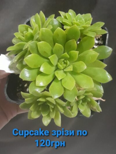Aeonium 'Cupcake' зрізи
