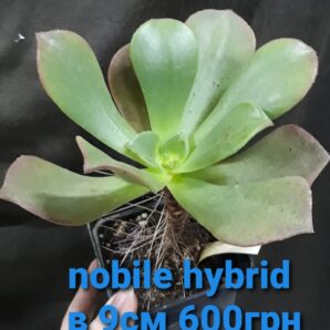 Гібрид на основі Aeonium Nobile горщик 9см