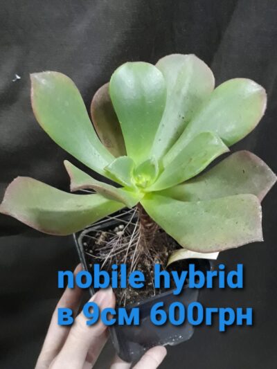 Гібрид на основі Aeonium Nobile горщик 9см