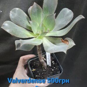 Aeonium Valverdense
