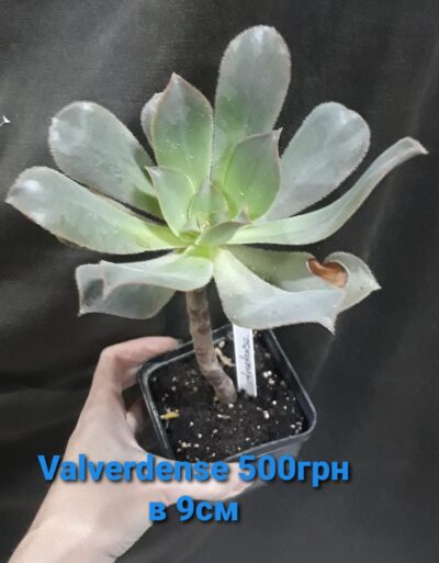Aeonium Valverdense