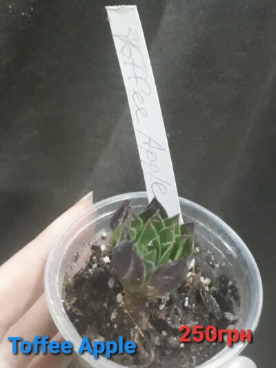 Aeonium 'Toffee Apple'