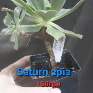 aeonium Saturn зріз