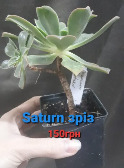 aeonium Saturn зріз