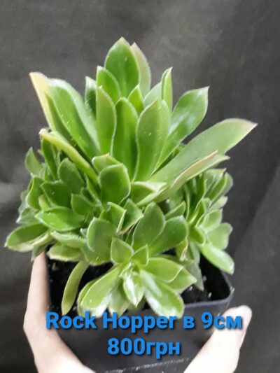 aeonium Rock Hopper з купою діток горщик 9см - Зображення 2