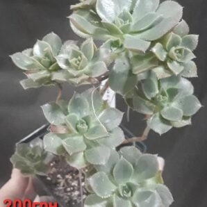 Aeonium mascaense англійського походження горщик 7 см