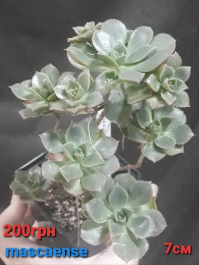 Aeonium mascaense англійського походження горщик 7 см