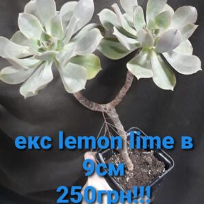 Aeonium Lemon Lime, що передумав бути варієгатним