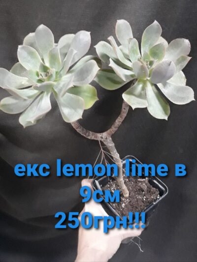 Aeonium Lemon Lime, що передумав бути варієгатним
