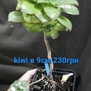 Aeonium haworthii 'Dream Color' (Kiwi Aeonium)