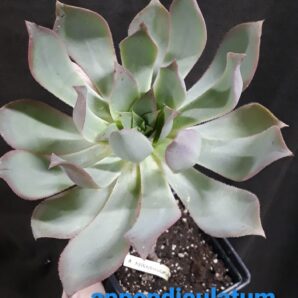 Aeonium appendiculatum