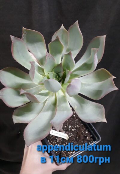Aeonium appendiculatum
