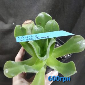Aeonium Canariense var. Palmense / christii