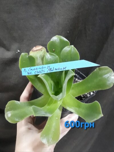 Aeonium Canariense var. Palmense / christii