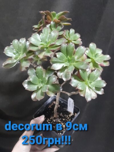 Aeonium decorum - Зображення 2