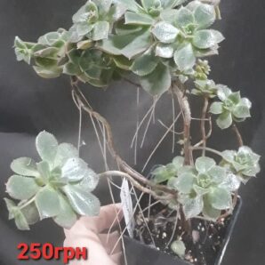 Aeonium mascaense англійського походження горщик 7 см