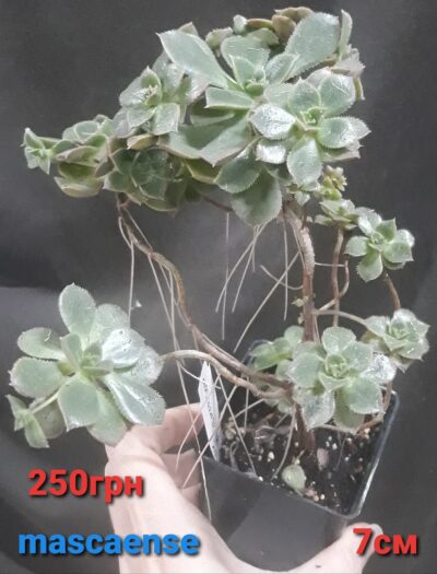Aeonium mascaense англійського походження горщик 7 см