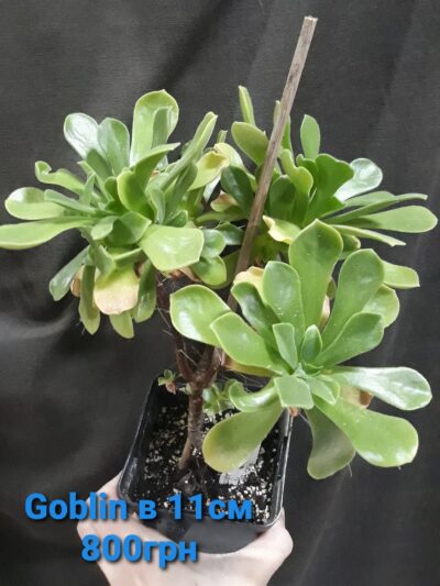 Aeonium Goblin(не варієгатна Balerina) - Зображення 2