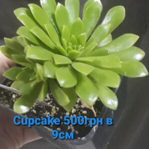 Aeonium 'Cupcake' у горщику 9см