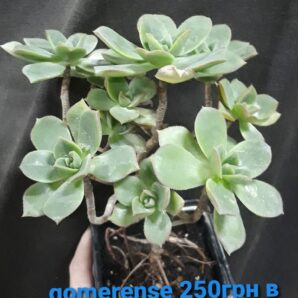 Aeonium Gomerense рослина