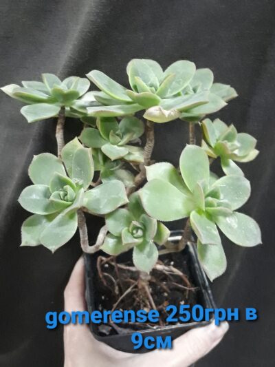 Aeonium Gomerense рослина