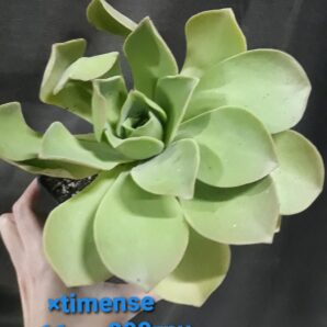 Aeonium timense (nobile x canariense)