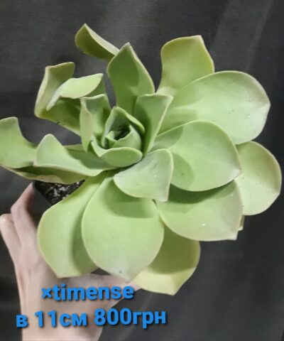 Aeonium timense (nobile x canariense)