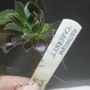 Aeonium Cabernet(син. Fluffy Cabernet ) зріз