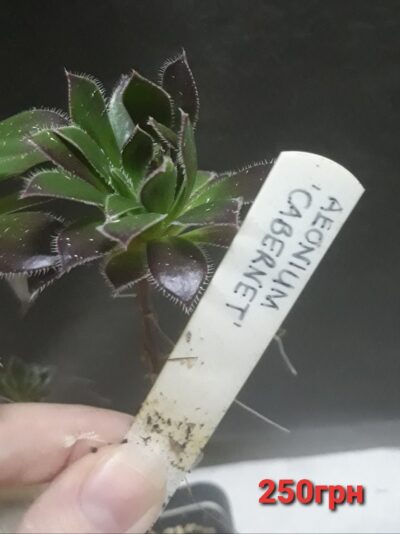 Aeonium Cabernet(син. Fluffy Cabernet ) зріз