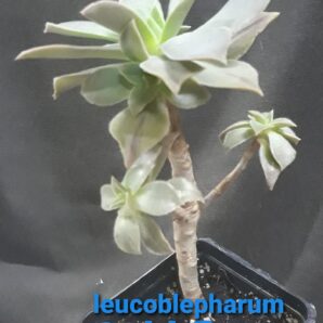 aeonium leucoblepharum Cold Flame