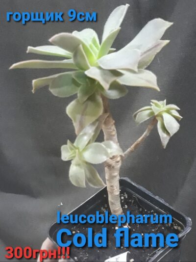 aeonium leucoblepharum Cold Flame